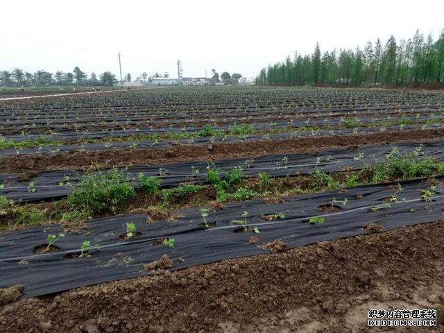 防草布.jpg 防草布.jpg